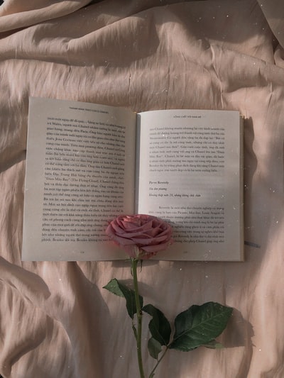 打开书本上的粉红玫瑰